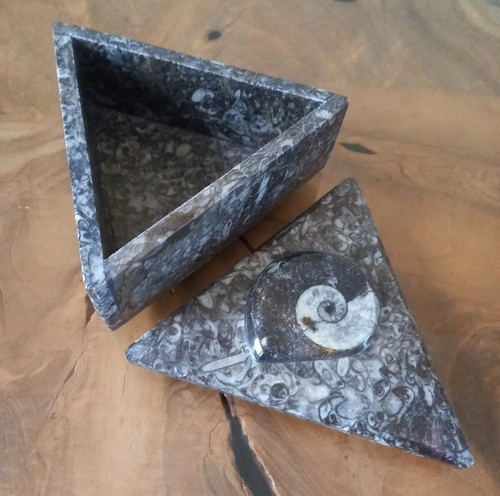 Fossil goniatite orthoceras - fossil,